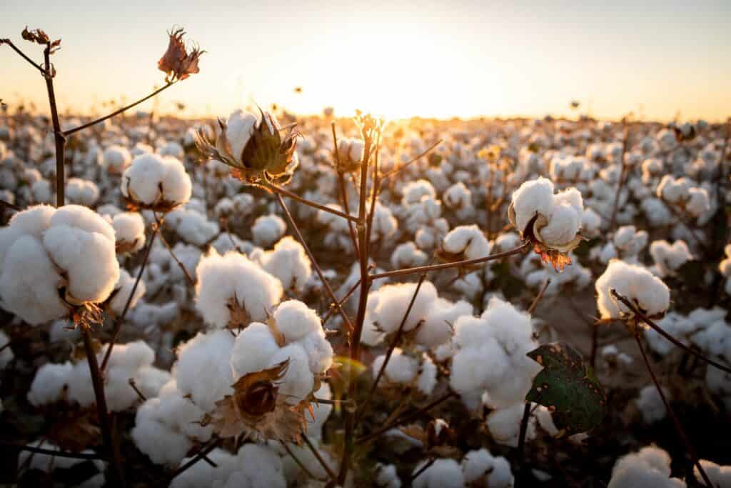 Cotton farm